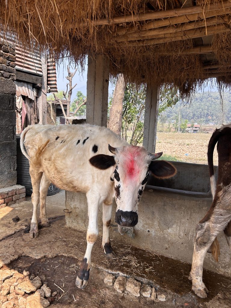 A white cow with black spots and a red mark on its forehead stands in a rustic shed. The shed has a straw roof and concrete pillars. The background shows trees, fields, and a partially visible other cow.