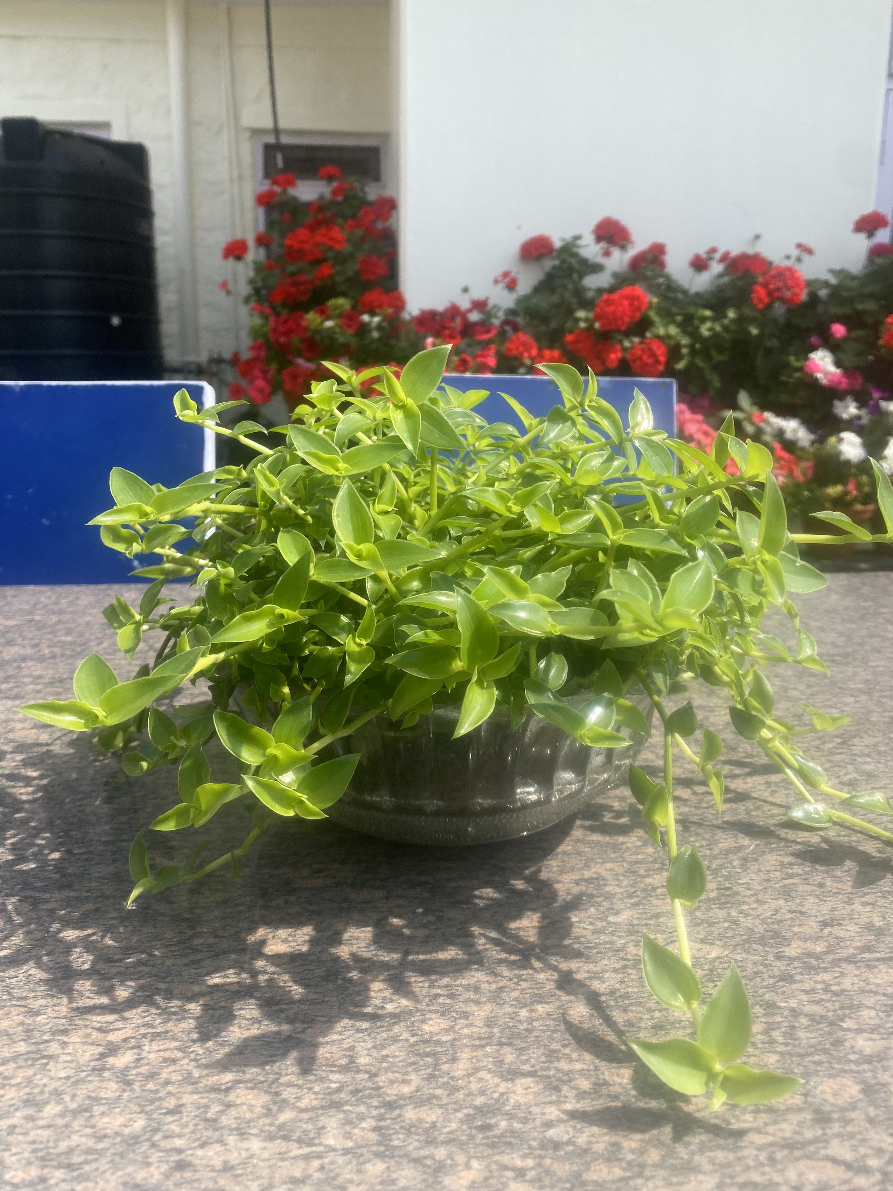 A lush green plant in a pot sits on a stone surface. In the background, vibrant red flowers and a black tank are visible against a white wall.