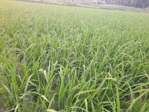 A lush green rice field with young rice plants growing densely in a wet, muddy field.
