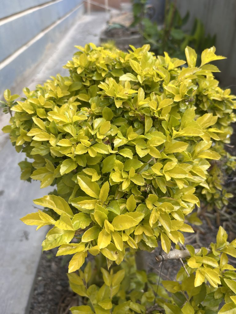 A close-up of a lush green bush with small yellow-green leaves growing in an outdoor setting next to a stone pathway. The background features a blue wall and other foliage.