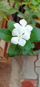 A white periwinkle flower with five petals and a yellow center, surrounded by green leaves