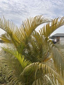 A cluster of lush green palm fronds against a cloudy sky, with the roof of a building visible in the background.