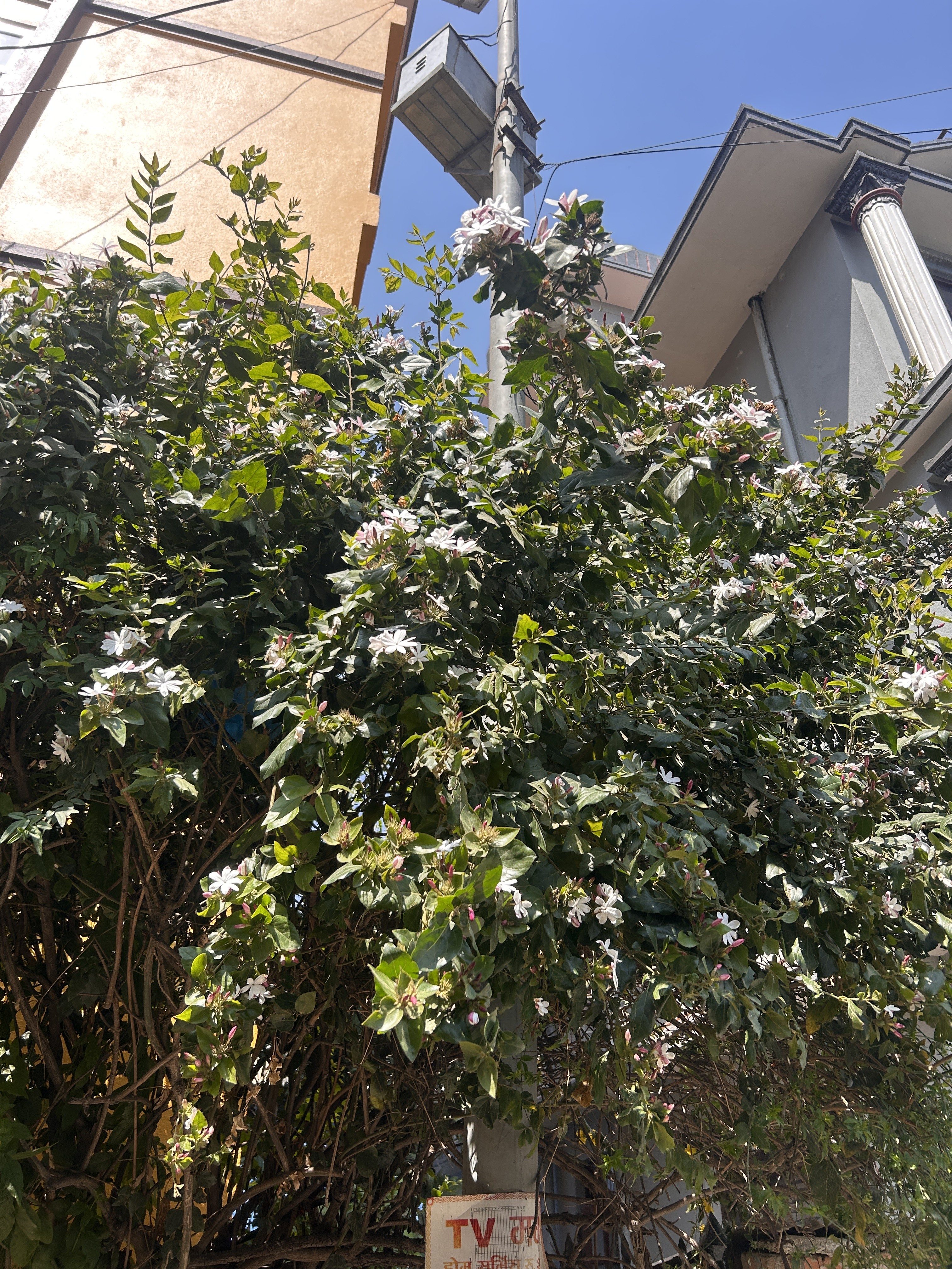 A lush green shrub covered with white and pink flowers, located between buildings under a clear blue sky. A streetlight pole is visible, with a small sign at the bottom.