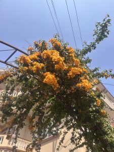 A vibrant bougainvillea plant with orange blooms climbing on an archway against a clear blue sky, with a building and power lines in the background.