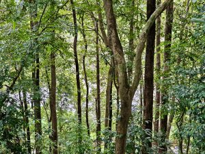 A vibrant display of nature's beauty in the woods, and trees are hiding Chalakudi river.