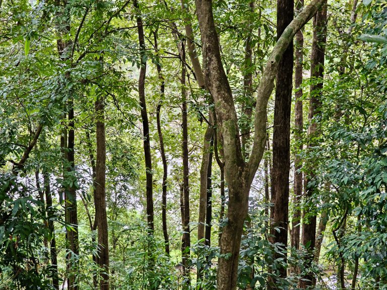 A vibrant display of nature’s beauty in the woods, and trees are hiding Chalakudi river.