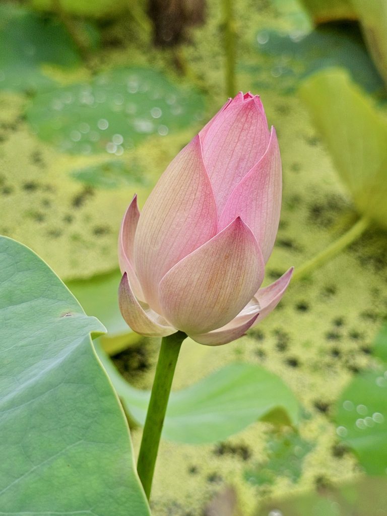 A close-up of a pink lotus bud (Nelumbo nucifera) almost to bloom, against a backdrop of green leaves and a blurred, light-green pond surface. From Malabar Botanical Garden, Kozhikode.