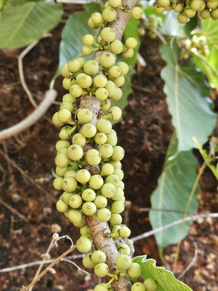 A branch of a Ficus Arnottina tree laden with young, green fruits. The fruits are clustered tightly together along the branch, which is surrounded by leaves and a blurred background of foliage and bark. Captured from Kozhikode, Kerala.