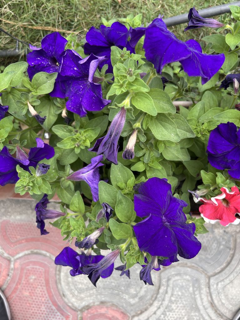 A cluster of vibrant purple petunias with lush green leaves, along with a single red and white petunia, set against a background of patterned pavement and grass.