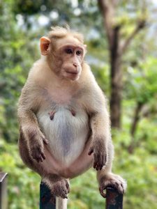 Bonnet macaque posing for a portrait. Bonnet macaques are native to southern India