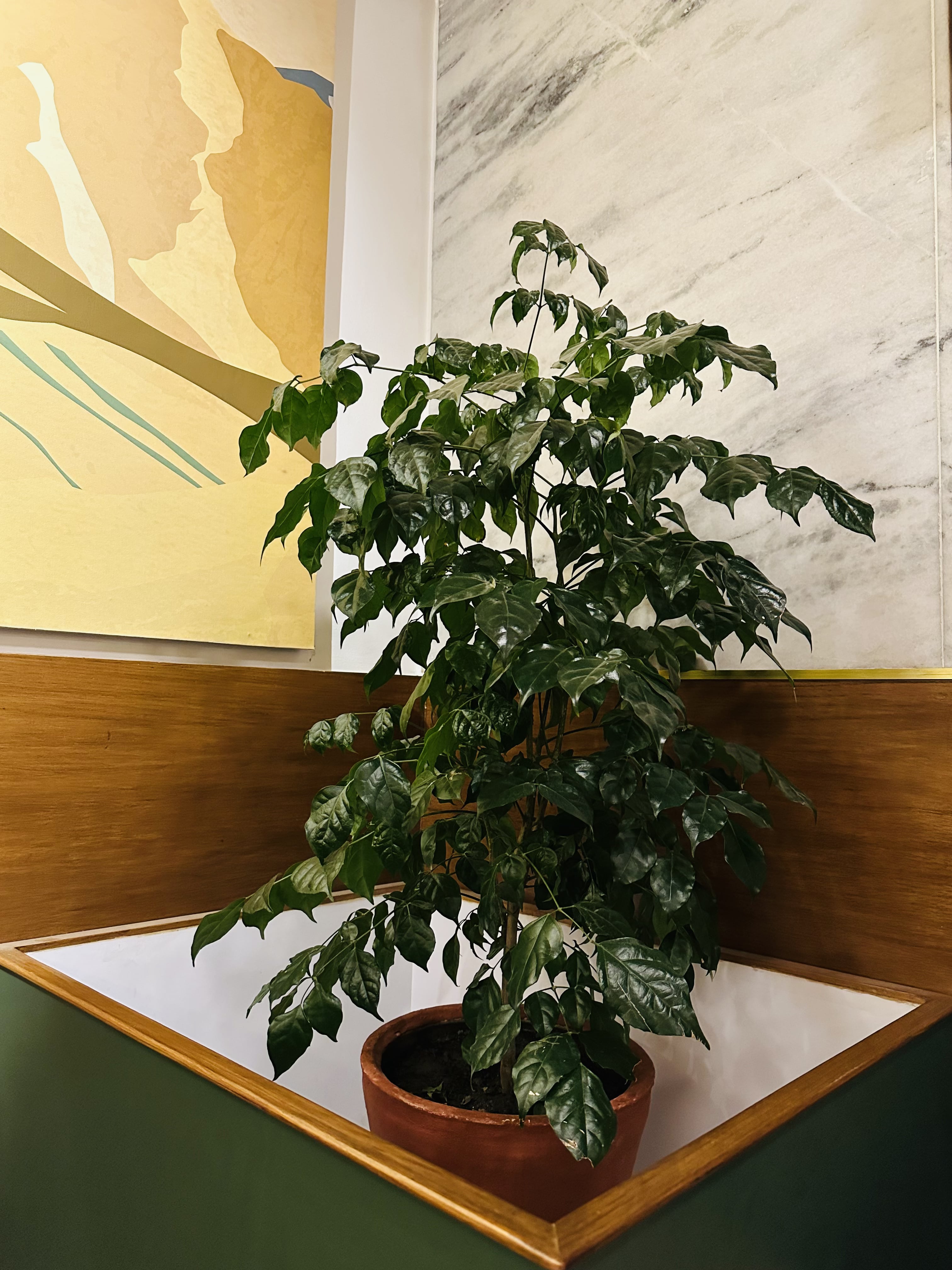 A leafy green plant in a terracotta pot sits in the corner of a room with wooden paneling.