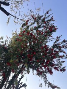 A view from below of a tree with numerous red bottlebrush flowers and green foliage against a clear blue sky. Thin branches and power lines are visible in the background
