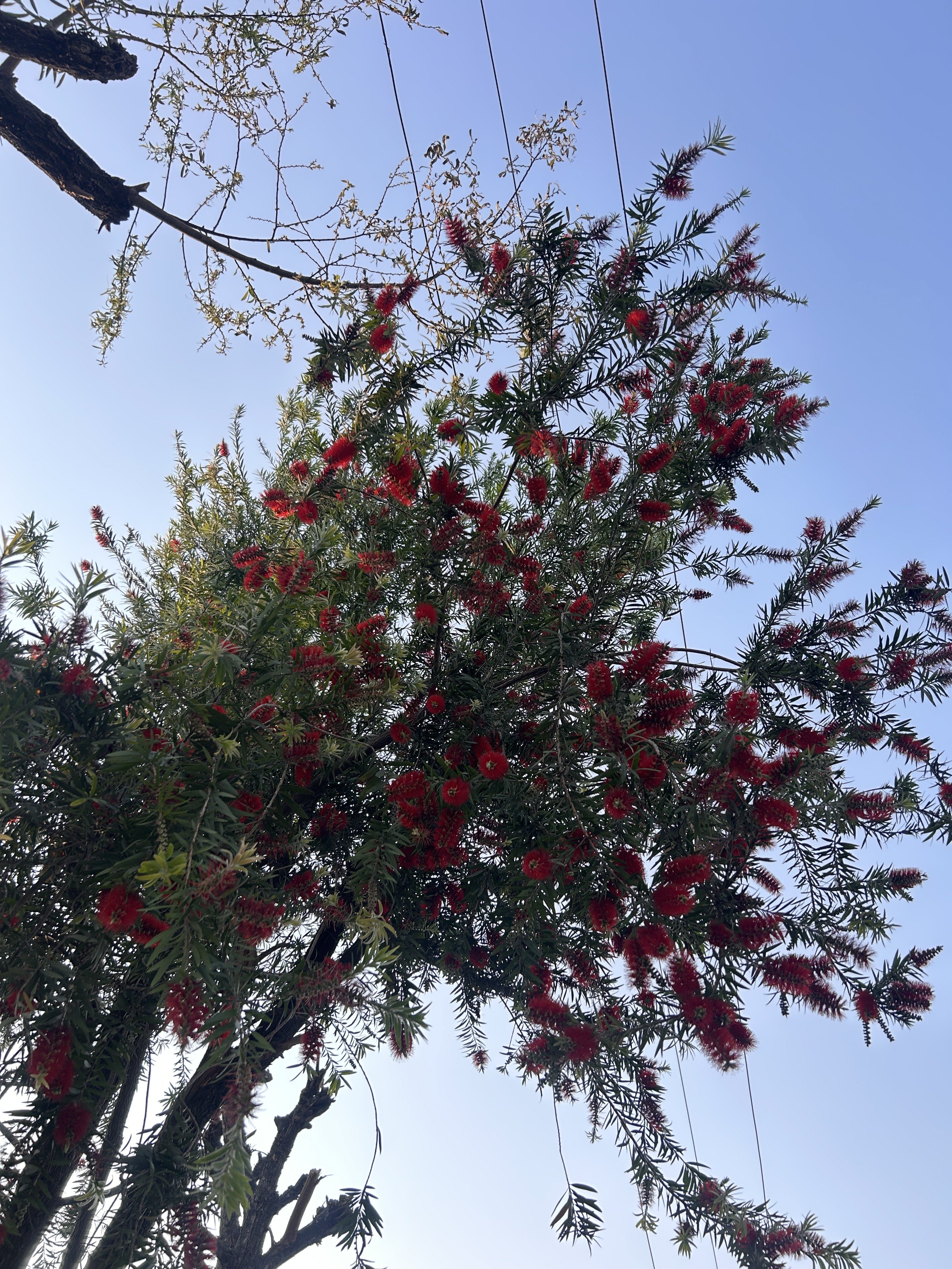 A view from below of a tree with numerous red bottlebrush flowers and green foliage against a clear blue sky. Thin branches and power lines are visible in the background