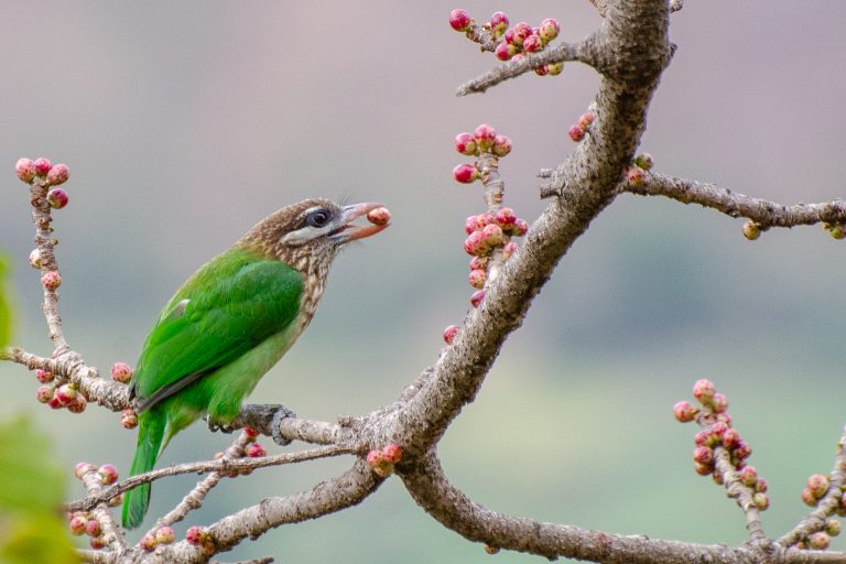 A small green bird White-cheeked barbet perched on a branch, holding a berry in its beak. The branch is covered with clusters of pinkish-red berries, and the background is softly blurred.