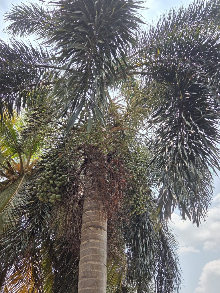 A tall palm tree with clusters of green fruits hanging near the top, surrounded by long, slender leaves against a partly cloudy sky.