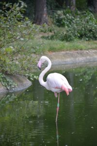 A flamingo stands on one leg in a pond, surrounded by green foliage and trees. Its white and pink plumage is visible, and its leg's reflection can be seen in the water. This sight was captured at Schönbrunn Zoo in Vienna, Austria.