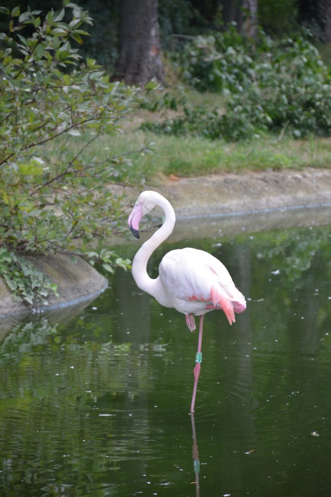 A flamingo stands on one leg in a pond, surrounded by green foliage and trees. Its white and pink plumage is visible, and its leg's reflection can be seen in the water. This sight was captured at Schönbrunn Zoo in Vienna, Austria.
