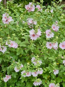 A bush of Struikmalva - Lavatera 'Barnsley', also known as Lavatera 'Barnsley' or Lavatera Barnsley. This plant features light pink, saucer-shaped flowers with a darker pink center, set against a backdrop of green foliage.