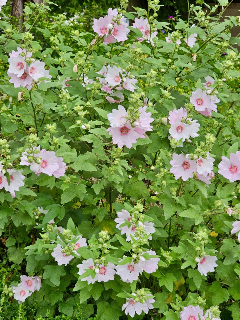 A bush of Struikmalva – Lavatera ‘Barnsley’, also known as Lavatera ‘Barnsley’ or Lavatera Barnsley. This plant features light pink, saucer-shaped flowers with a darker pink center, set against a backdrop of green foliage.