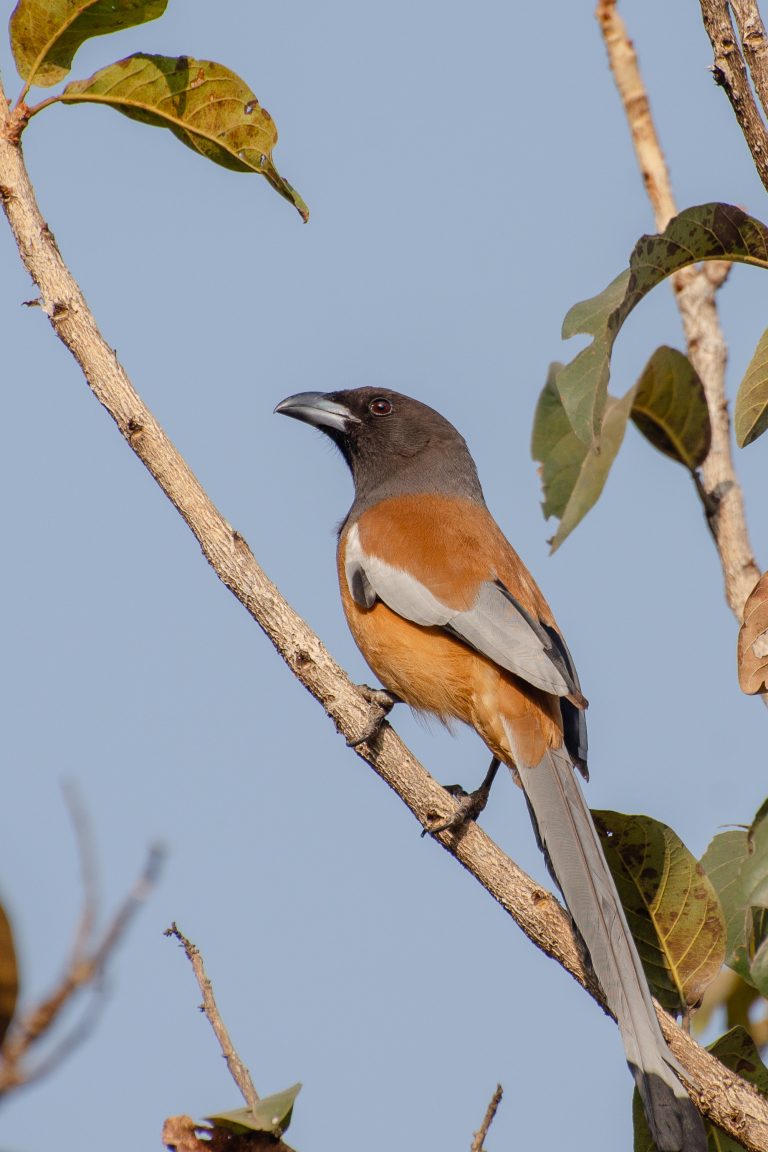 A Rufous Treepie perched on a branch with green leaves against a clear blue sky.