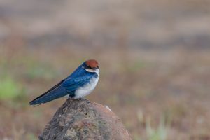 Wire Tailed Swallow - bird with blue and white feathers and a reddish-brown head perched on a rock, with a blurred natural background.