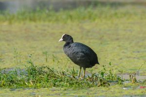 Black Coot, A black water bird with a white beak and red eyes is standing on a patch of green vegetation in a marshy area. The background features a blurred mix of water and greenery.