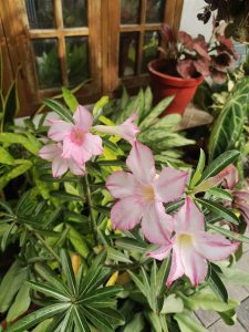 Close-up view of desert rose flowers, highlighting their soft pink hues.