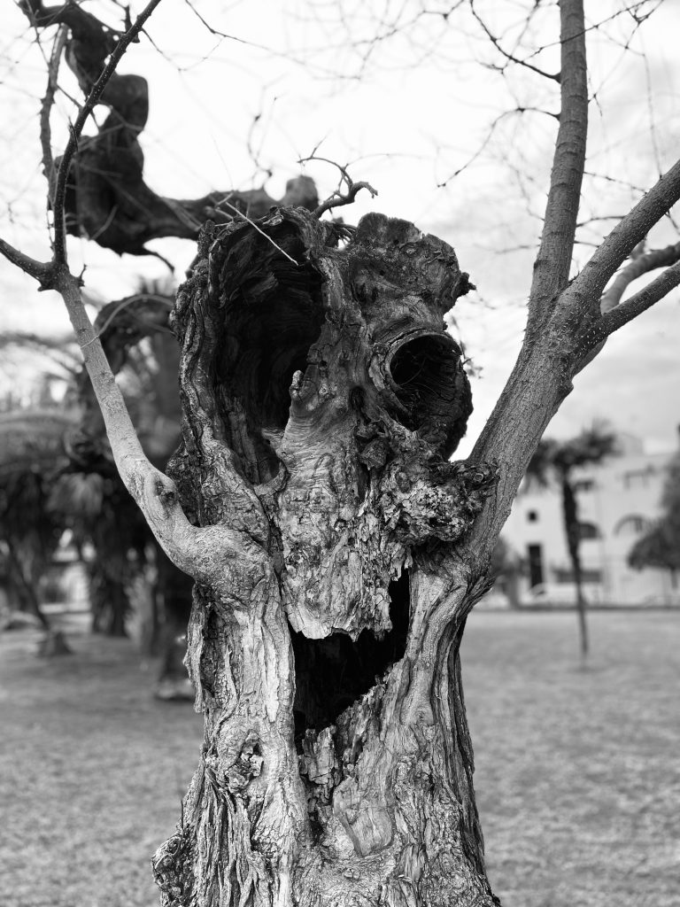 Black and white photo. In the foreground, there’s a tree with a hollow trunk, two holes for eyes, and beneath them, an opening like a smiling mouth. A branch grows from each side, pointing upward. In the background, out of focus, are the sky, other more distant trees, and the grass on the ground.