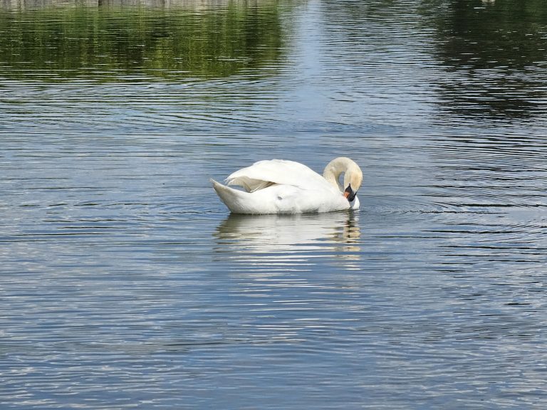 A white swan gracefully swims on a calm body of water, with its head tucked back and resting on its body. The swan’s reflection is subtly visible in the water, which is rippled with gentle waves.  Captured from Nymphenburg Palace, Munich.