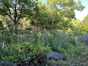 A lush garden scene with various green plants and tall grasses under the shade of trees. Sunlight filters through the leaves, casting dappled shadows on the ground. In the background, purple flowers are visible, and a path leads through the greenery.