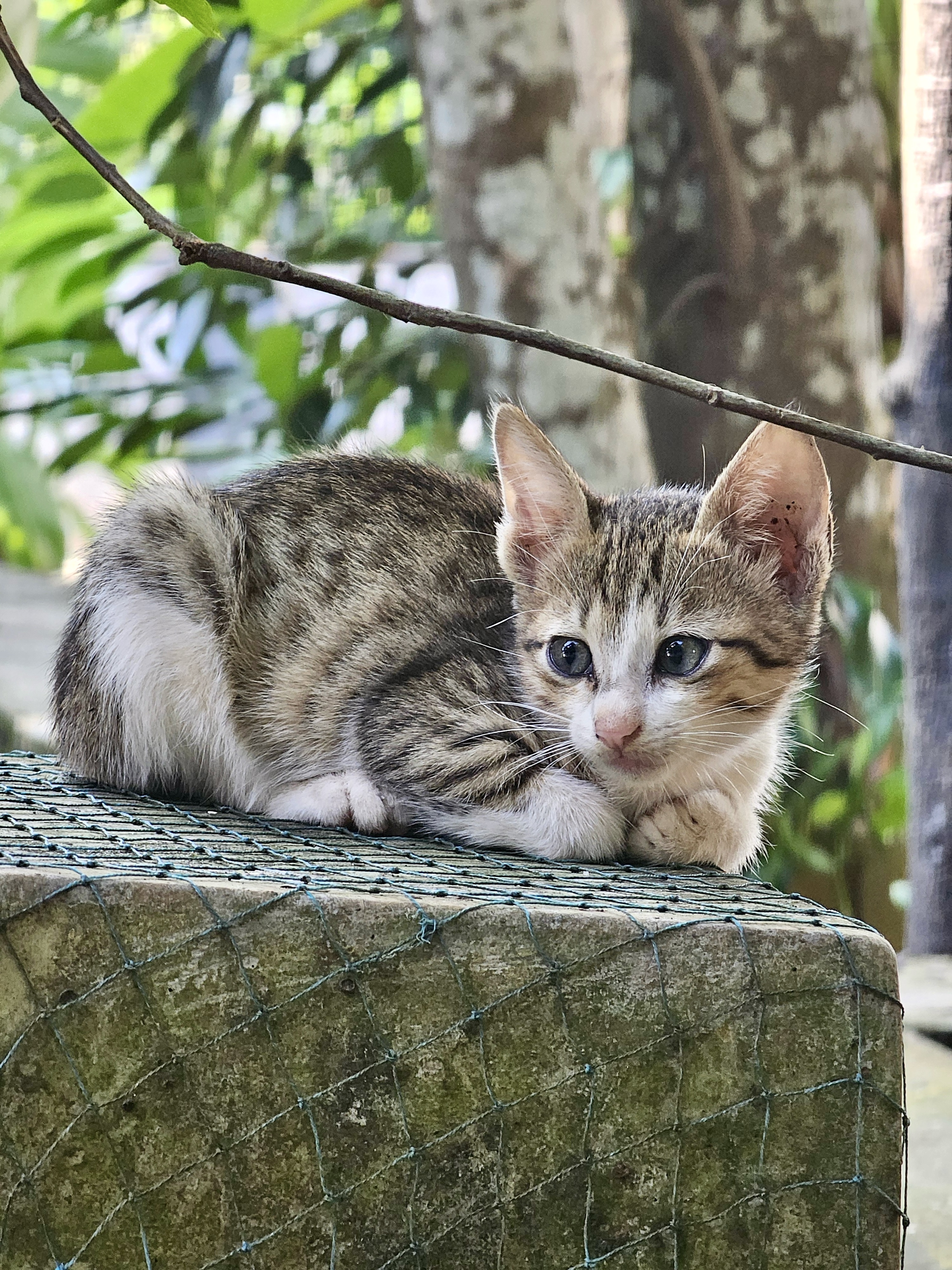 A kitten with a tabby coat pattern resting on a concrete surface covered with a wire mesh. The kitten has white paws and a white patch on its face.