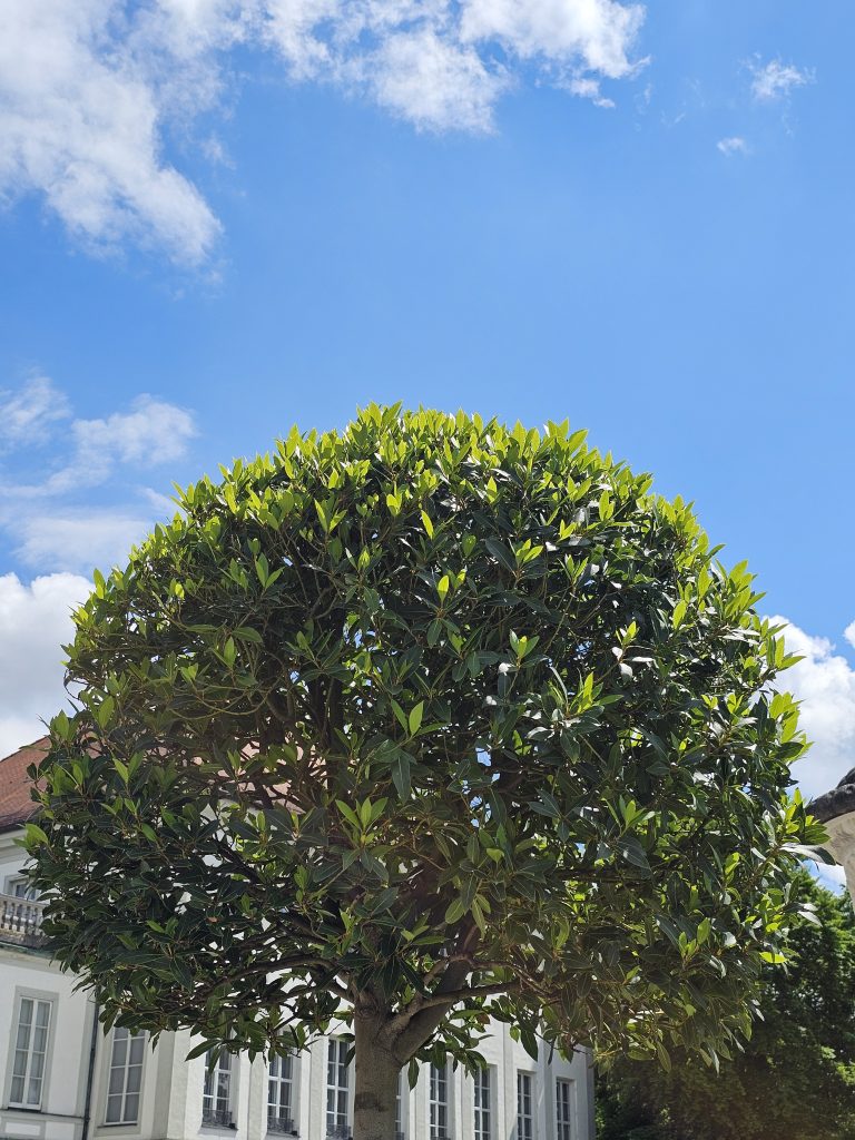 A round, bushy tree with green leaves against a blue sky with scattered white clouds. The tree is positioned in front of a building with white walls and windows. Captured from Nymphenburg Palace, Munich.