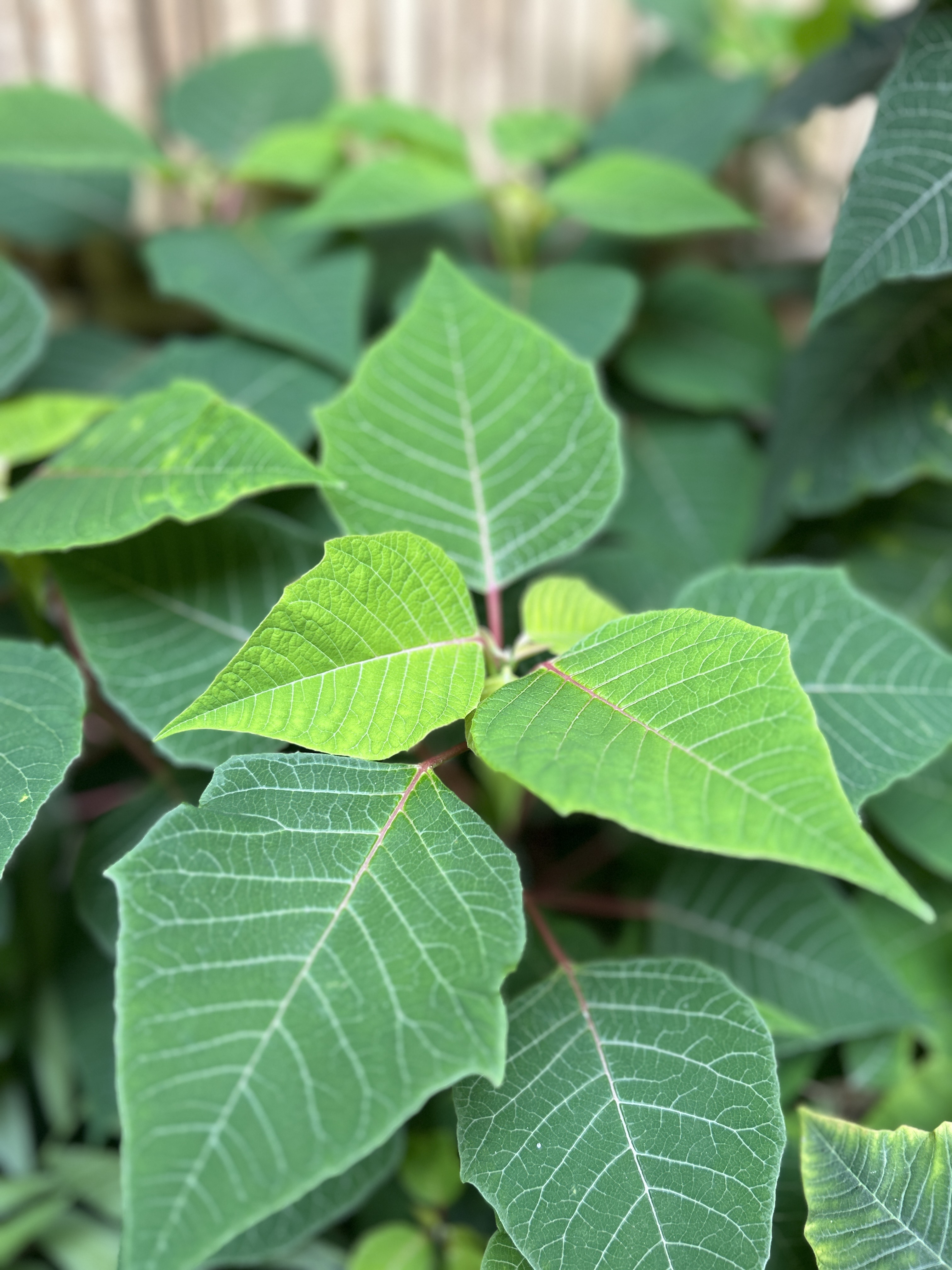 Close-up of large green leaves with visible veining, surrounding a central leaf in focus. The background is slightly blurred, highlighting the texture and detail of the foliage.