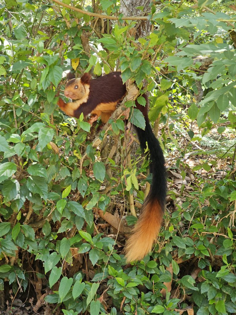 An Indian giant squirrel, also known as a Malabar giant squirrel, perched in a tree amidst lush green foliage. The squirrel’s distinctive coloration, with a dark brown back, creamy-beige face and chest, and a bushy tail that transitions from dark brown to orange, is clearly visible. Captured from Thirunelli, Wayanad.