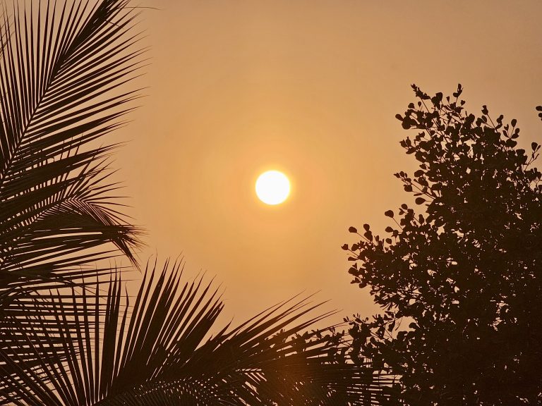 Sunset with the sun centrally positioned against an orange sky, framed by the coconut tree leaves on the left and the foliage of a tree on the right.