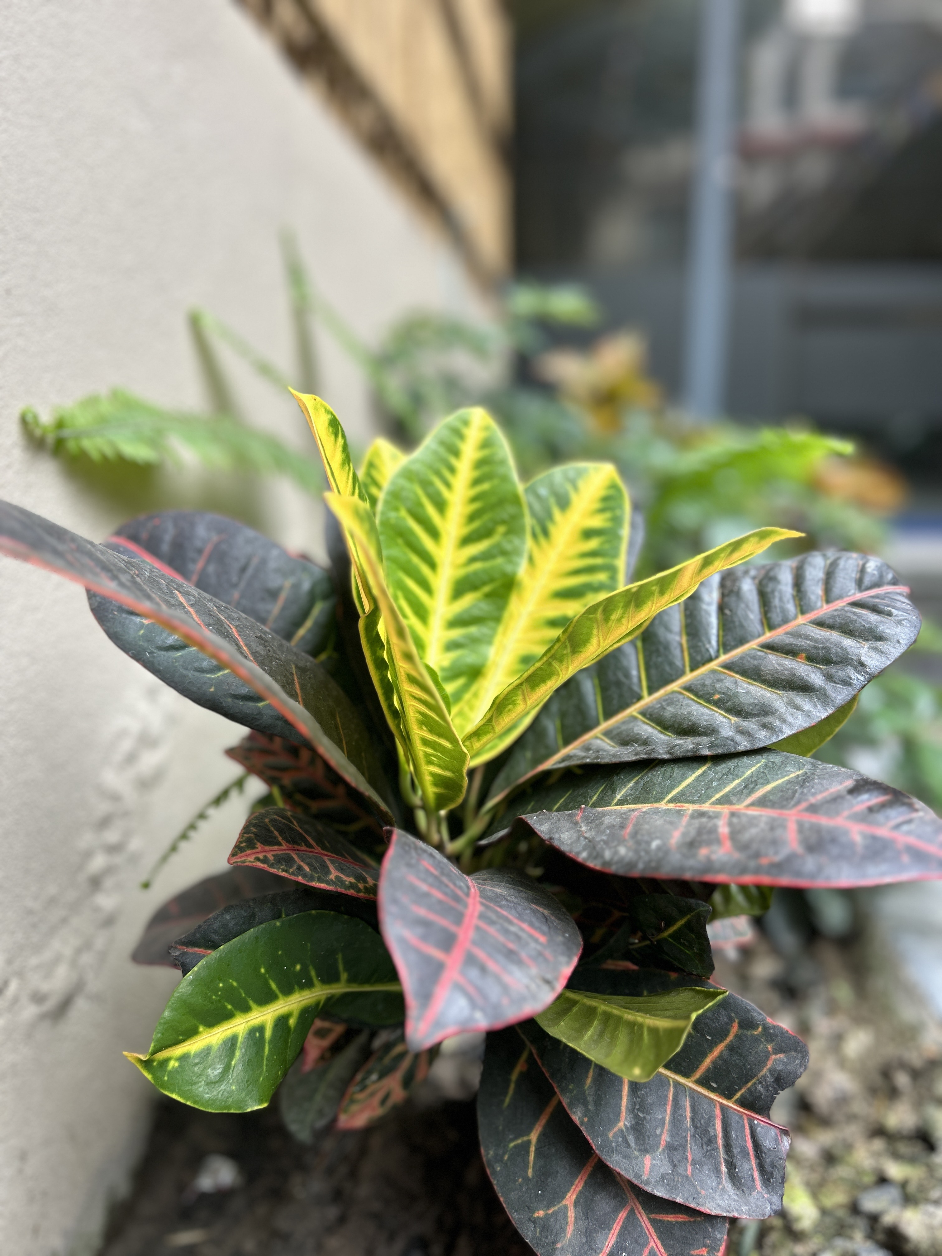 A close-up of a croton plant with vibrant yellow and green leaves, along with dark leaves featuring red veining, situated near a beige wall.