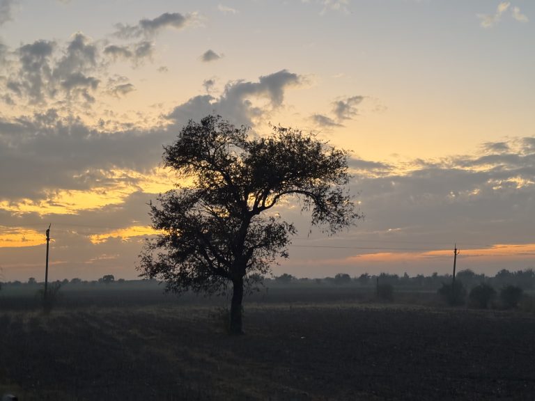 Standing tall for night fall