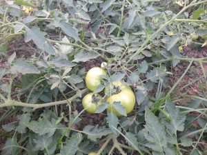 A cluster of unripe green tomatoes growing on a vine amidst leafy foliage in a garden setting.
