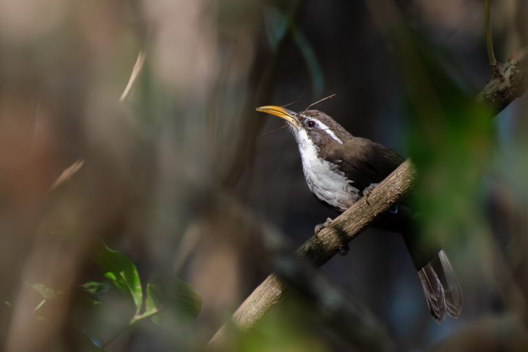 Indian scimitar babbler perched on a branch, surrounded by blurred foliage in soft, natural lighting.