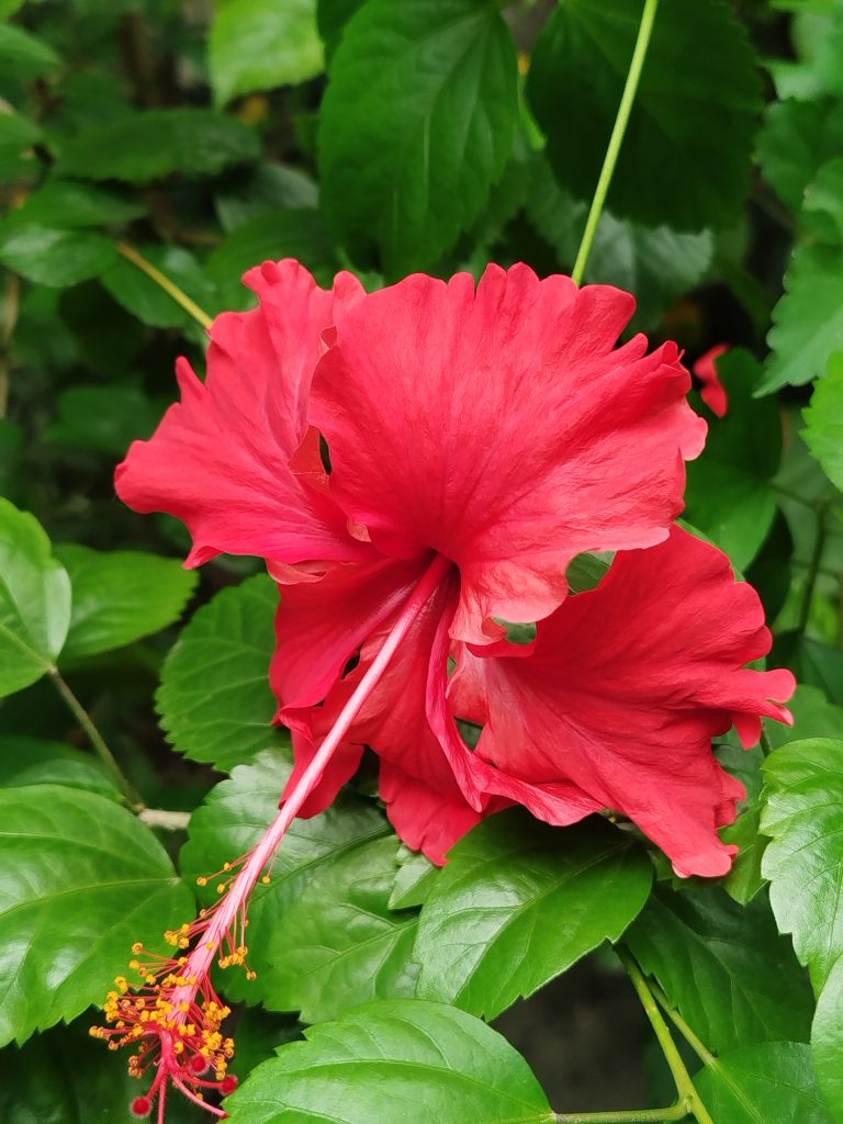 A vibrant red hibiscus in full bloom ruffled petals and a long pink stamen tipped with yellow and red pllen, with a lush background of green leaves behind.