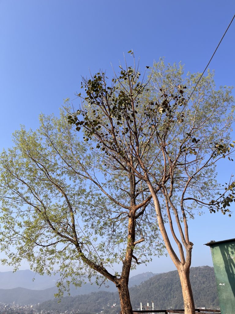 A pair of trees with sparse green leaves standing against a clear blue sky, with distant mountains and a cityscape partially visible in the background.