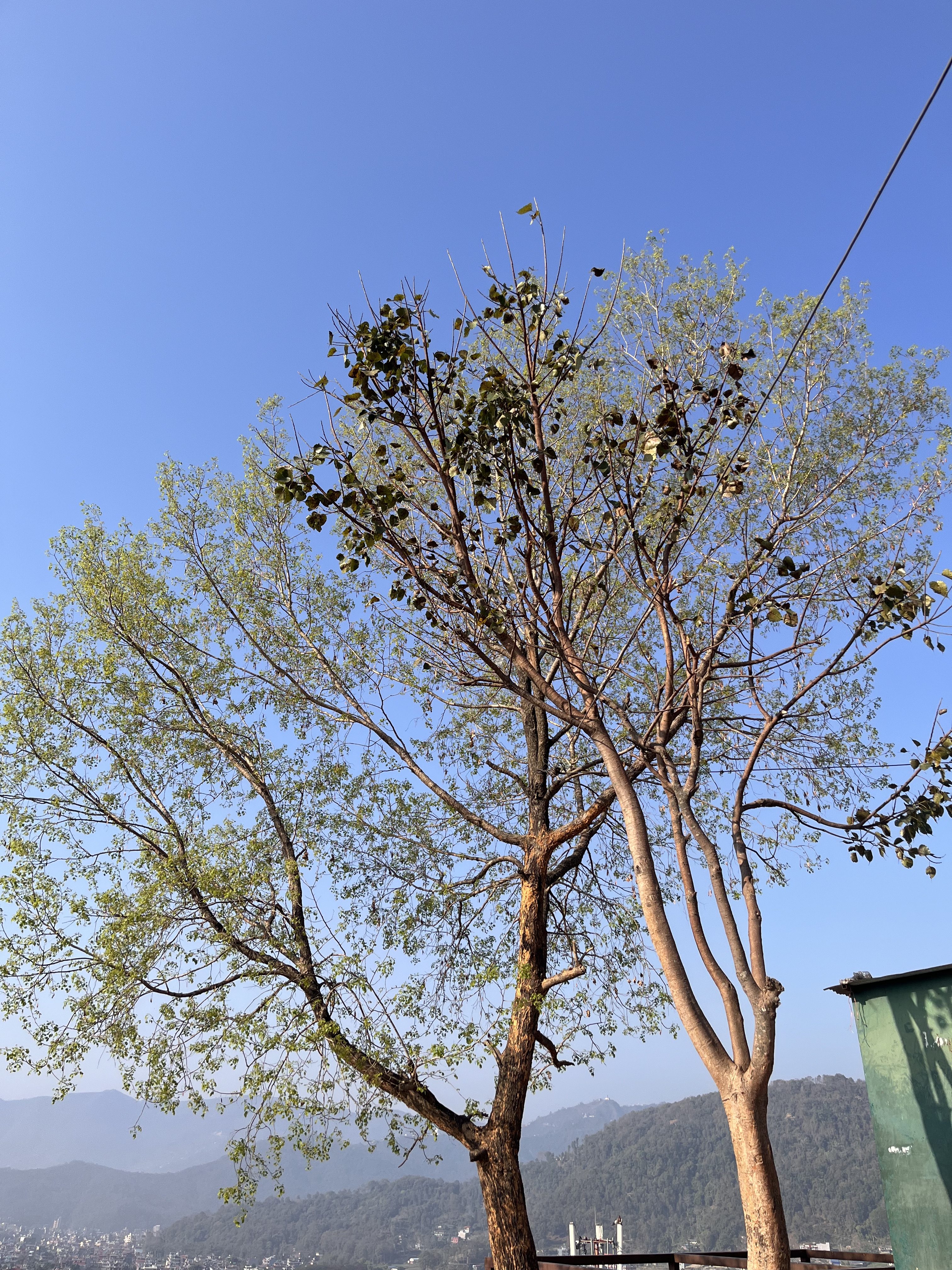 A pair of trees with sparse green leaves standing against a clear blue sky, with distant mountains and a cityscape partially visible in the background.