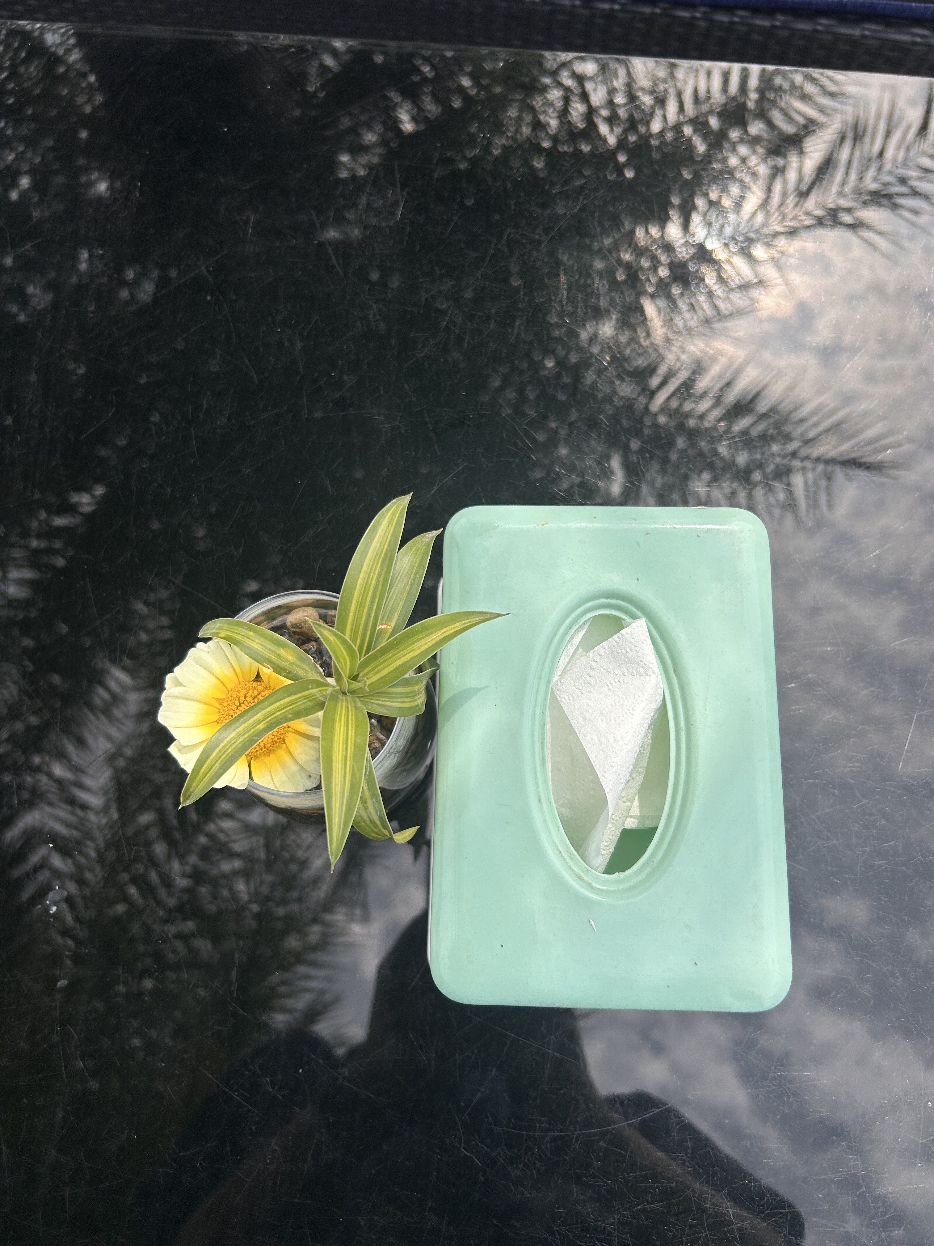A small yellow flower with green leaves in a glass container is placed next to a green rectangular tissue box on a reflective surface, showing cloudy sky and palm tree reflections.
