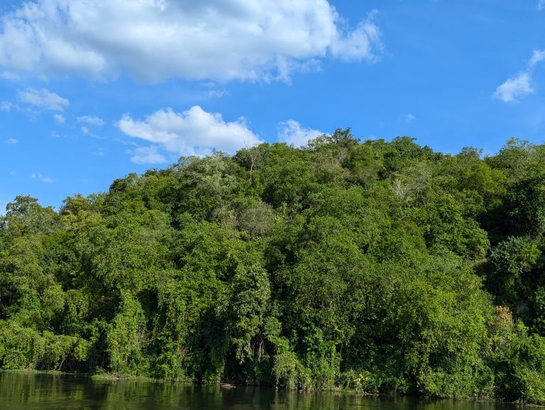 A lush, green forest with dense foliage is reflected in a calm body of water under a clear blue sky with scattered clouds.