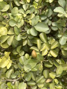 A close-up of lush green leaves with a small, unripe fruit in the center. The leaves are dense, with a glossy texture, and the fruit is oval-shaped with a slight orange tint