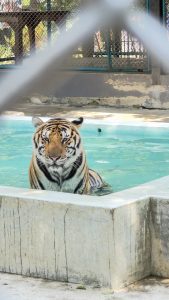 A tiger is sitting in a pool of water within an enclosure, behind a metal fence.