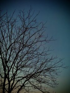 Silhouette of a bare tree with intricate branches against a gradient sky at dusk.