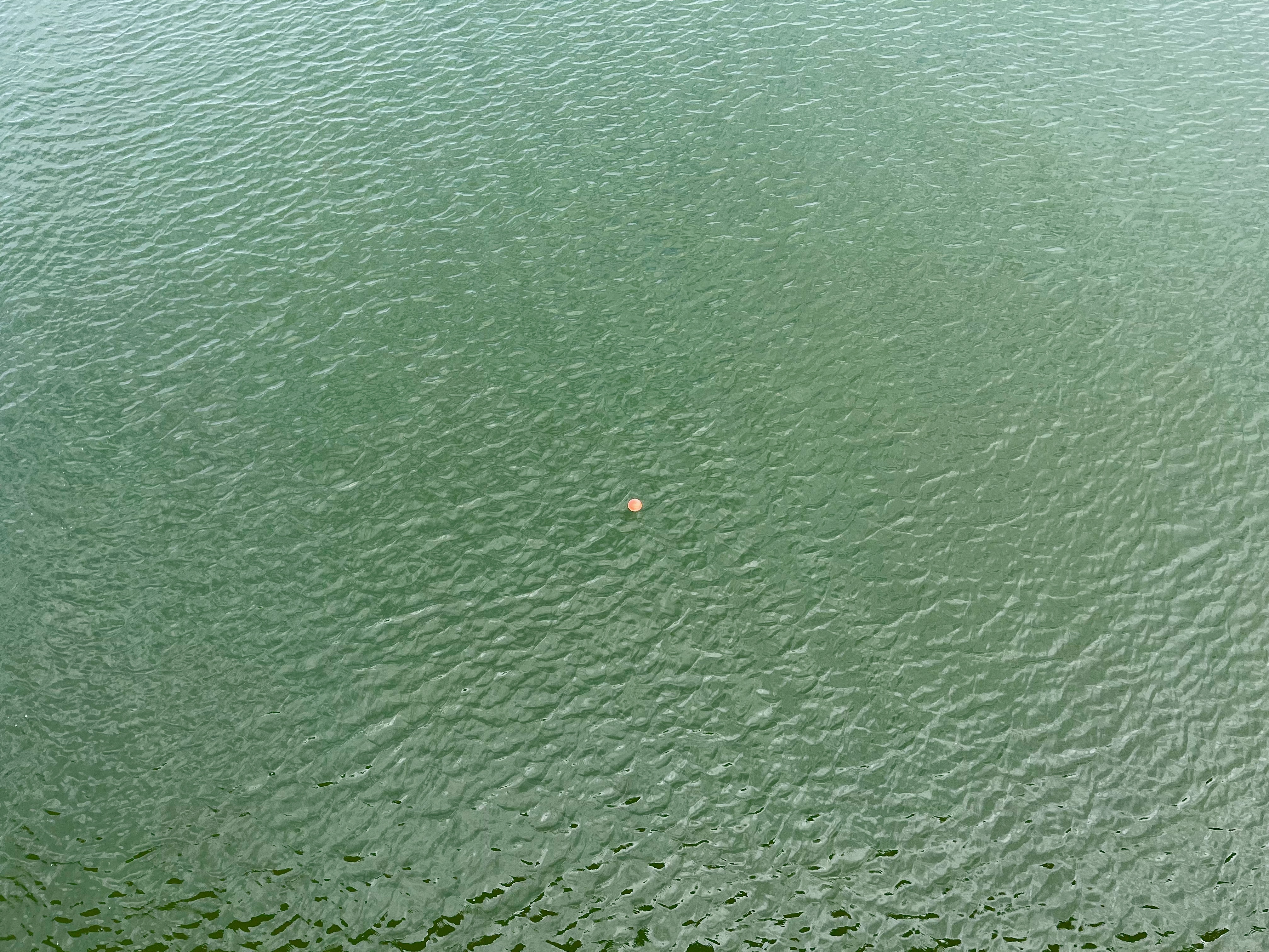 Green water of river with a small buoy.