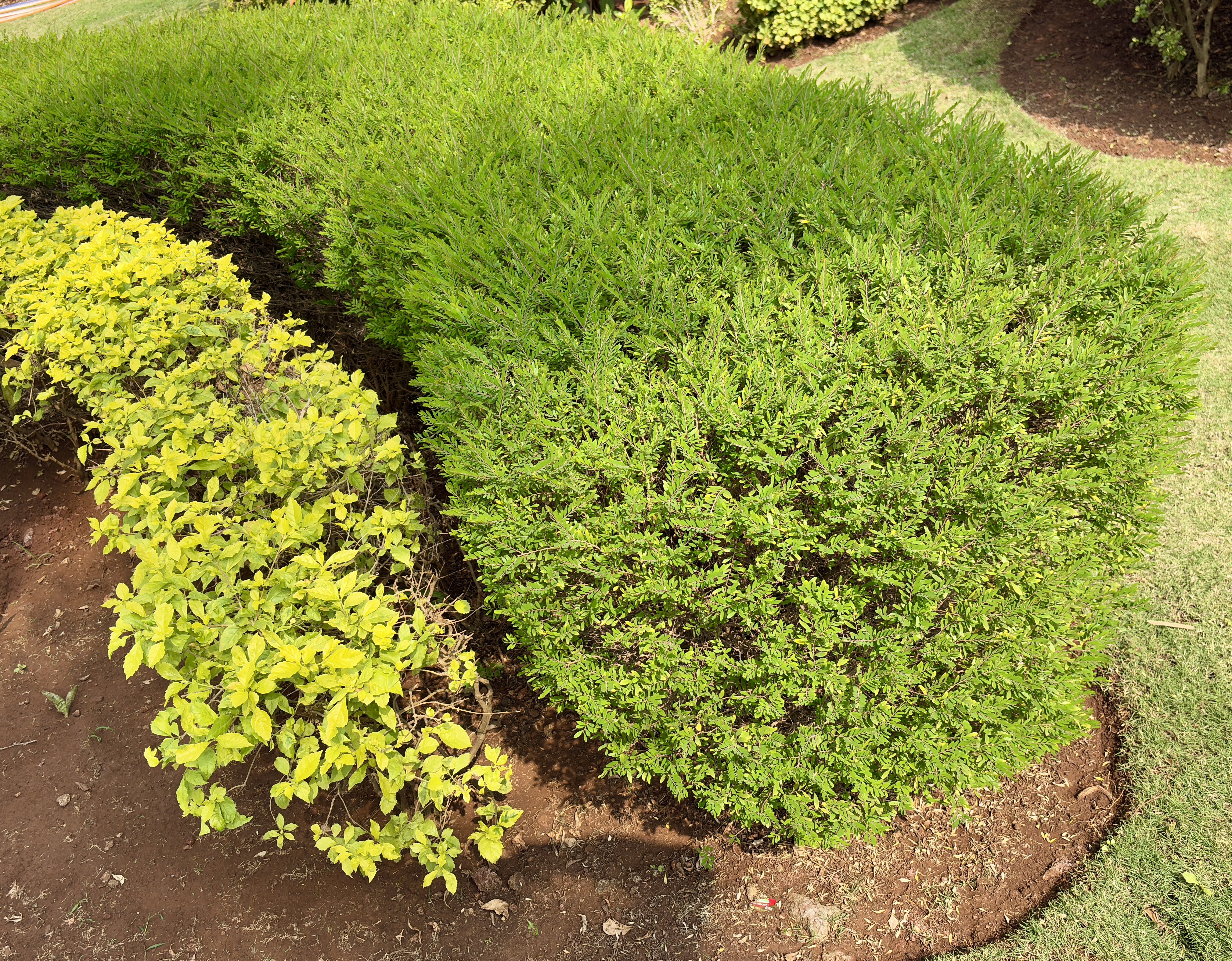 A landscaped garden section with two distinct shrubs: one with small, dense, bright green foliage, and another with lighter green, larger leaves. Both are neatly trimmed and surrounded by soil and grass.