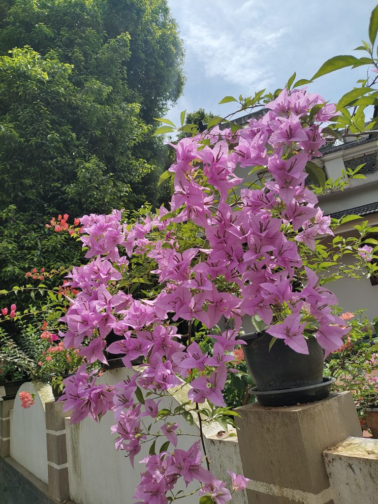 Pink bougainvillea, a beautiful flowering vine, climbs a stone wall, creating a picturesque scene.